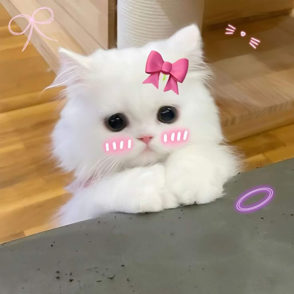 Cute Baby pic Boy
